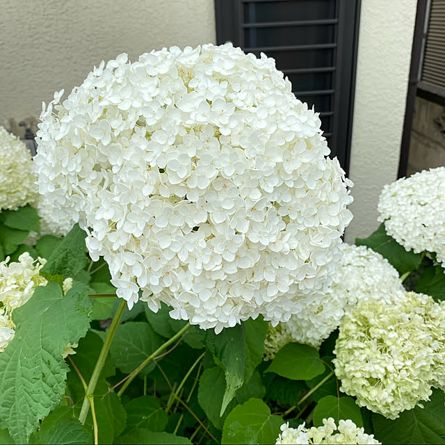 miporinさんの実例写真