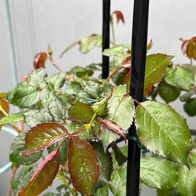 nannoさんの部屋