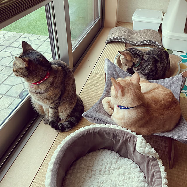 chiiさんの実例写真