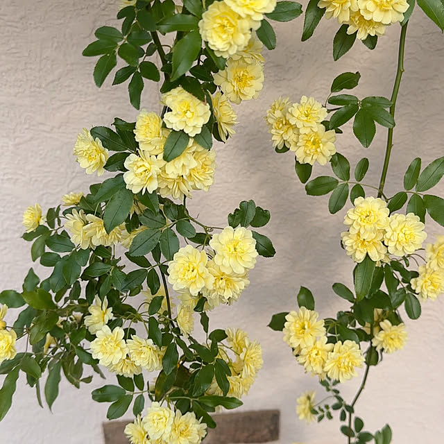 Megumiさんの部屋