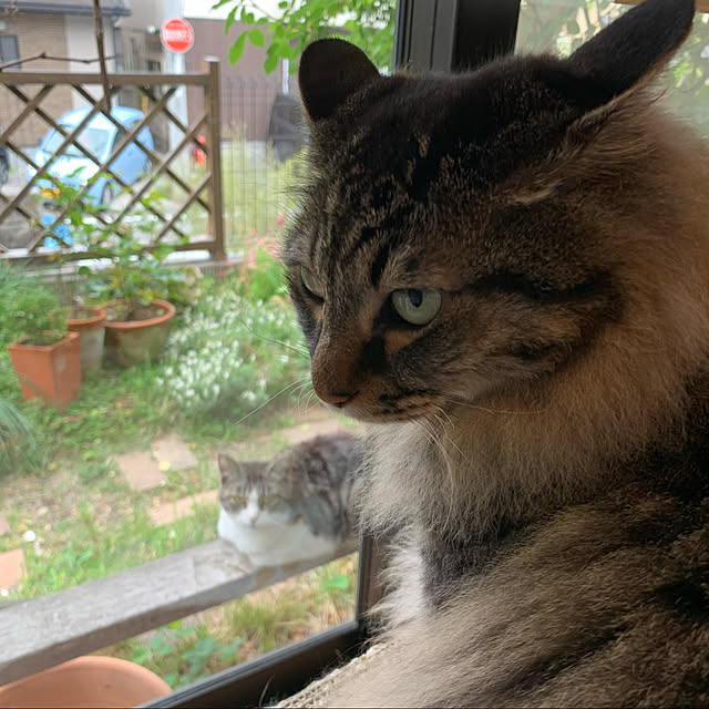 ねこが好き/ねこと暮らす/猫多頭飼い/玄関/入り口のインテリア実例 - 2020-05-06 20:47:41