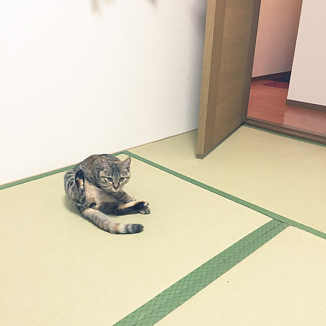 yuucharopiさんの実例写真