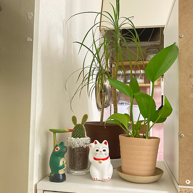 IKEA/バリ/うさぎ/無事カエル/植物...などのインテリア実例 - 2021-02-25 05:31:11