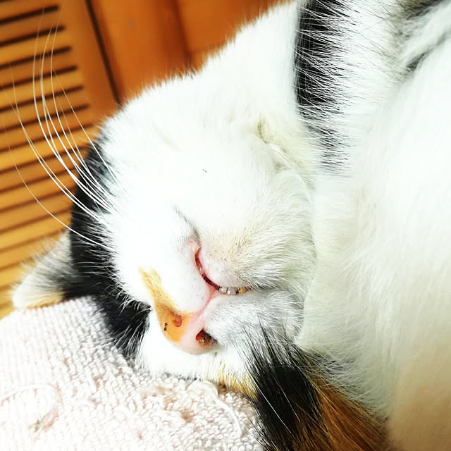 実例写真