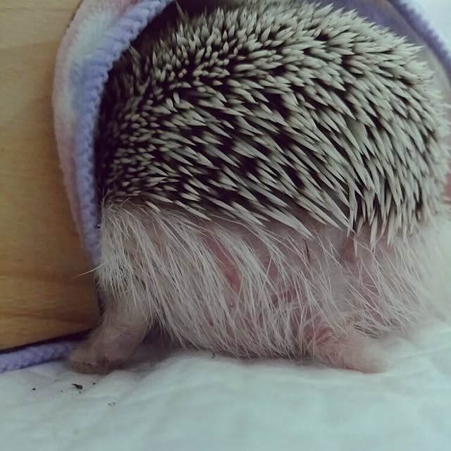 kuruさんの実例写真