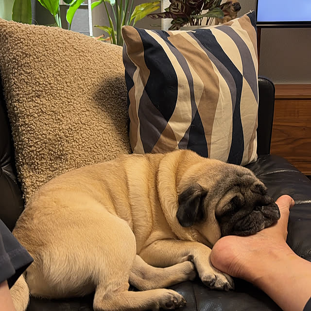 taigonさんの実例写真