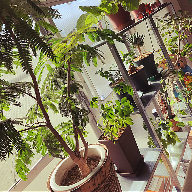 plants.fjkさんの実例写真