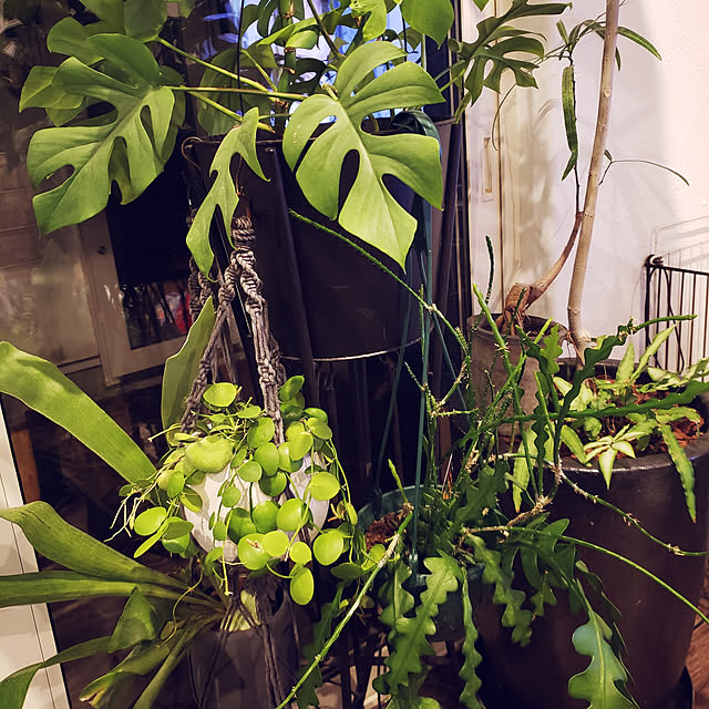 リビング/植物のある暮らし/観葉植物/黒塩インテリア/植物...などのインテリア実例 - 2021-03-21 14:37:25
