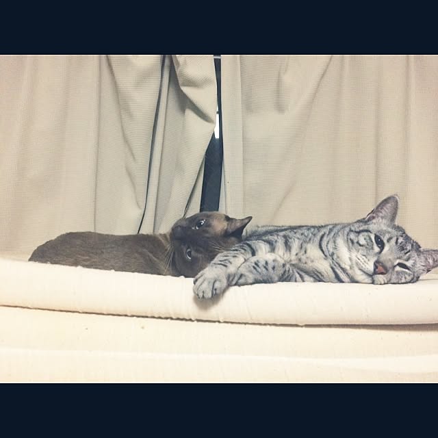 shienaさんの実例写真