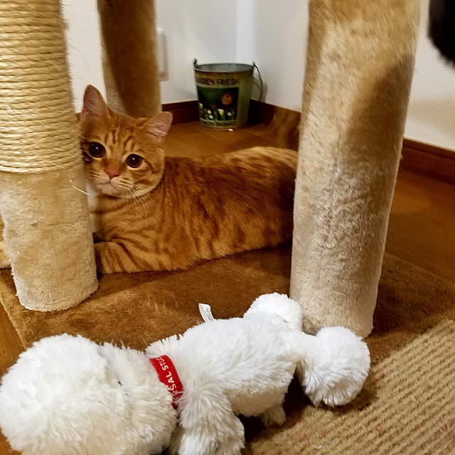 C.Tさんの実例写真