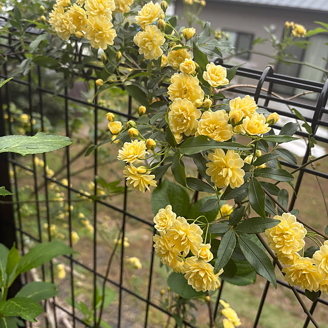 Fumiさんの実例写真