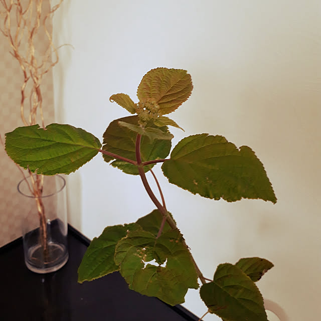 pumpkin11さんの実例写真