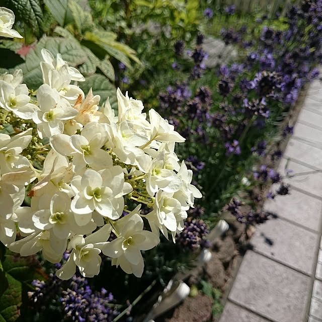 ayamamaさんの実例写真
