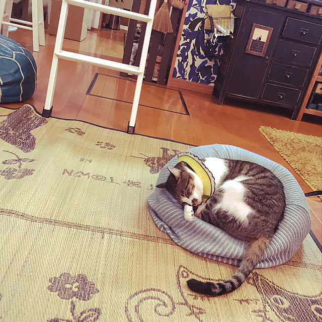 jijiさんの実例写真