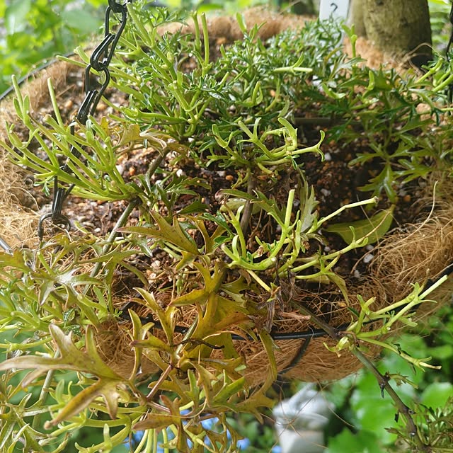 salacocoさんの部屋