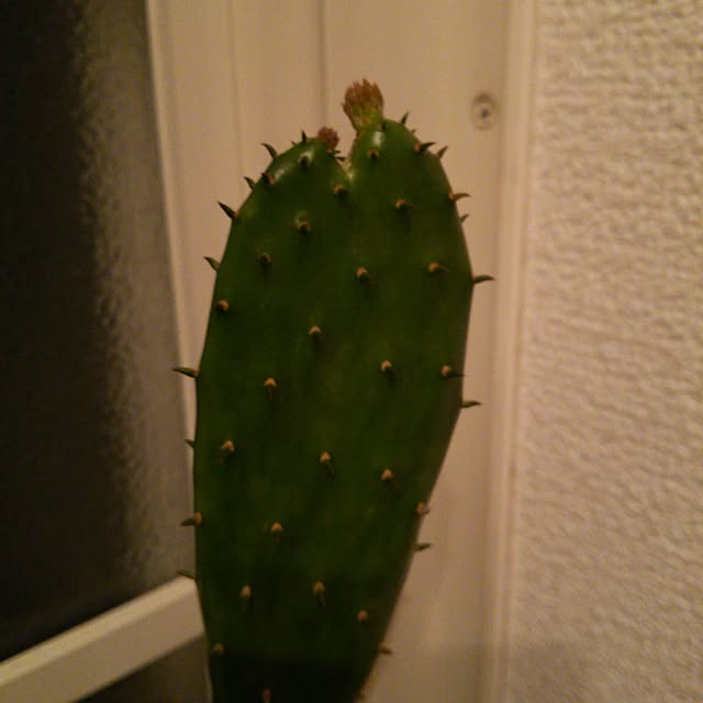 maitakekoさんの実例写真
