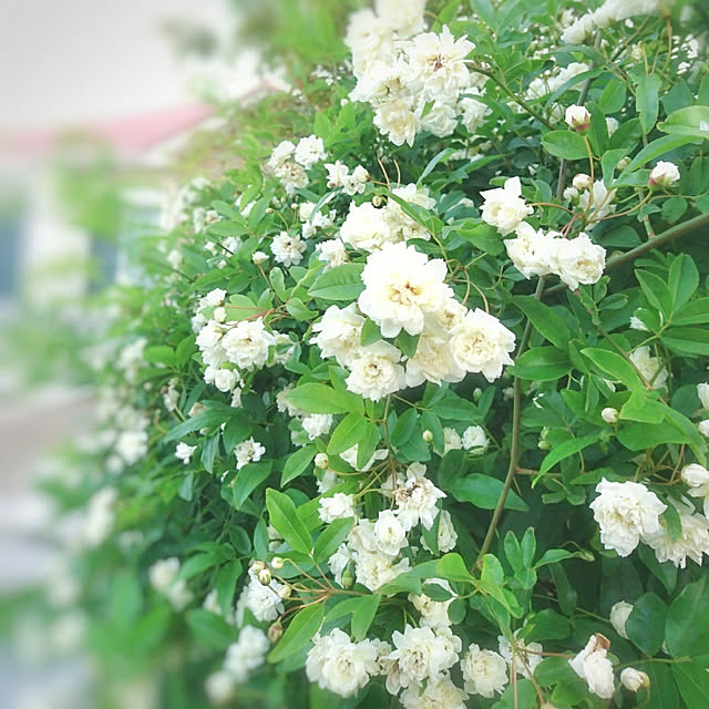 moku2さんの実例写真