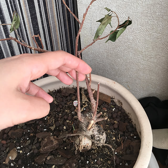 Mikaさんの実例写真
