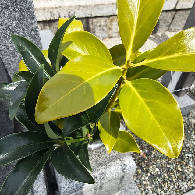 Rubiconさんの部屋