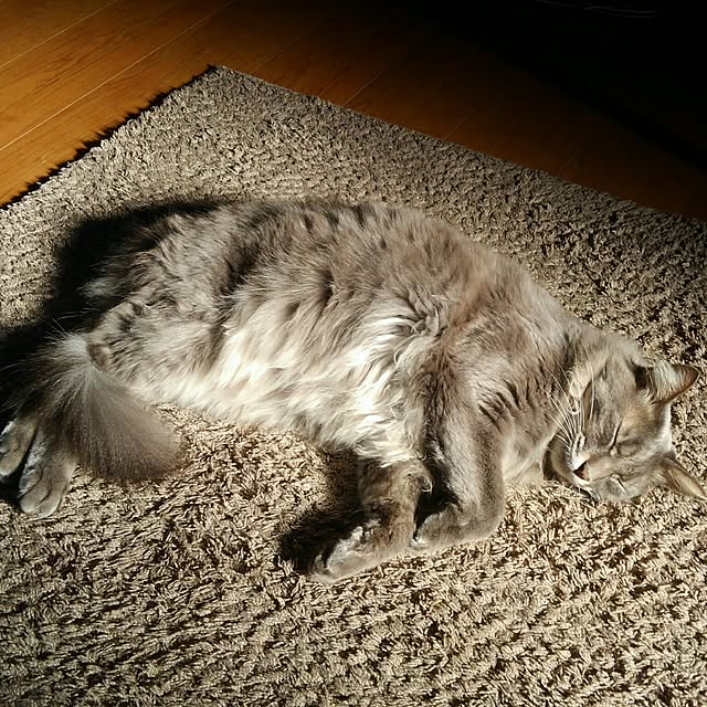 ayuさんの実例写真