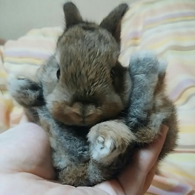 ChocolateNandasさんの実例写真