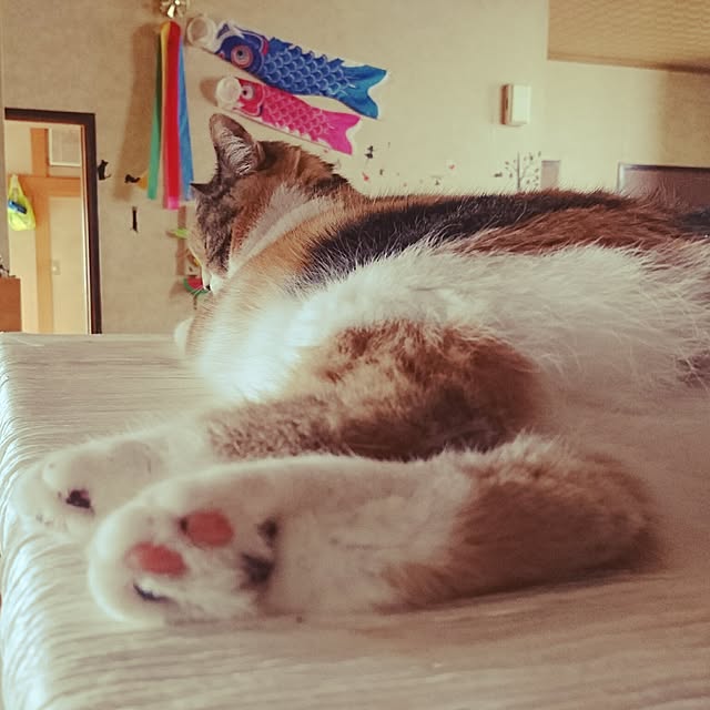 yukieさんの実例写真