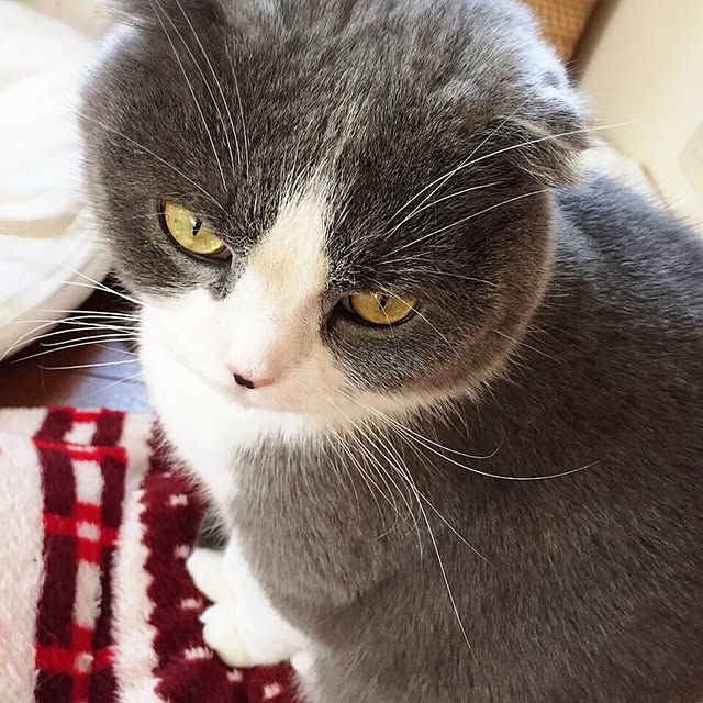 meさんの実例写真
