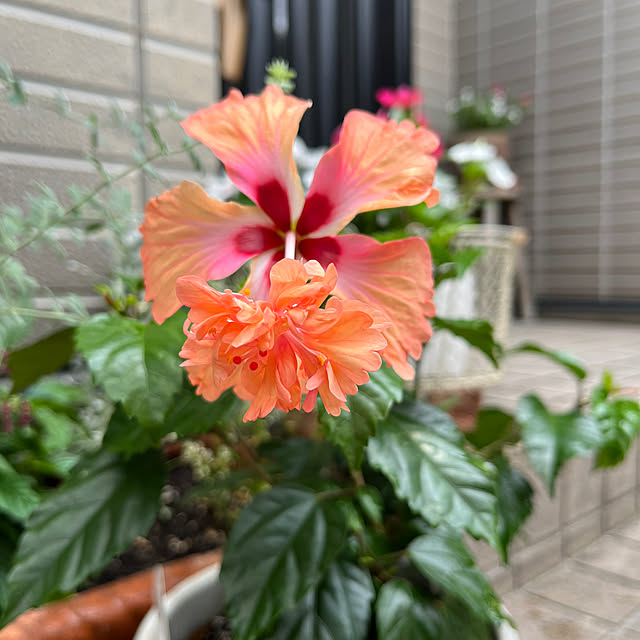 saumiさんの実例写真