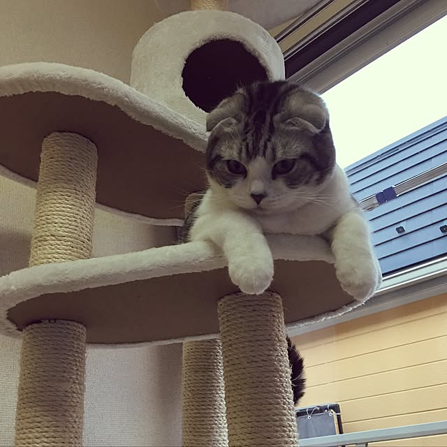 tomommyさんの実例写真