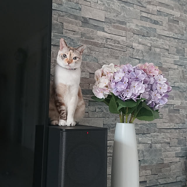 kohakuさんの実例写真