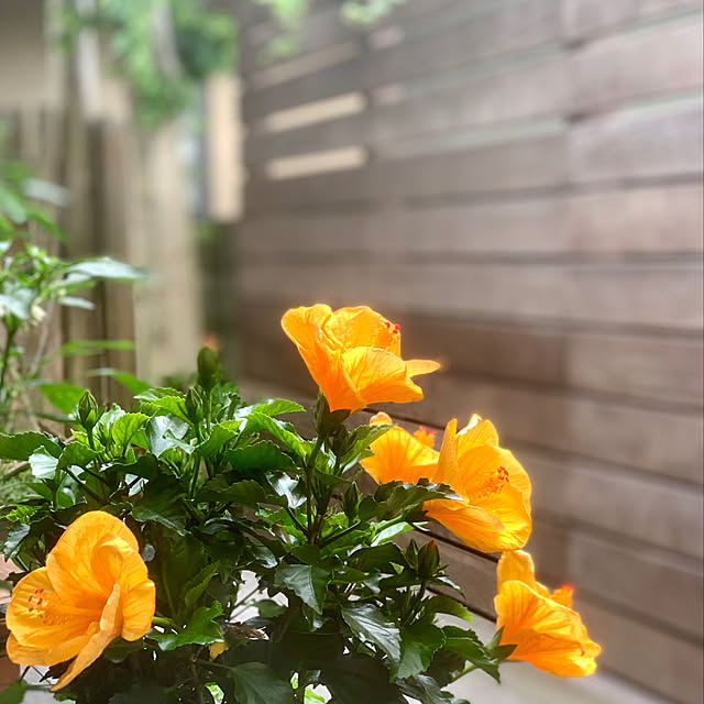 hiro1220さんの実例写真