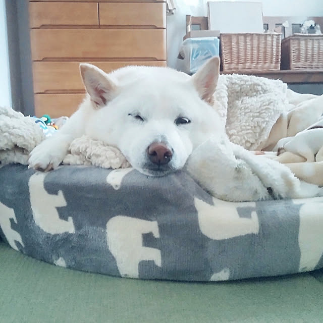 yukinkoさんの実例写真