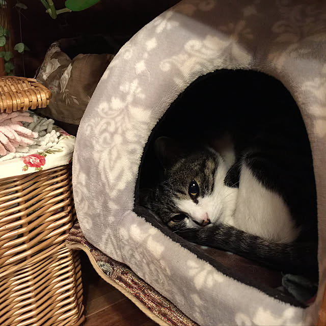 chamさんの実例写真