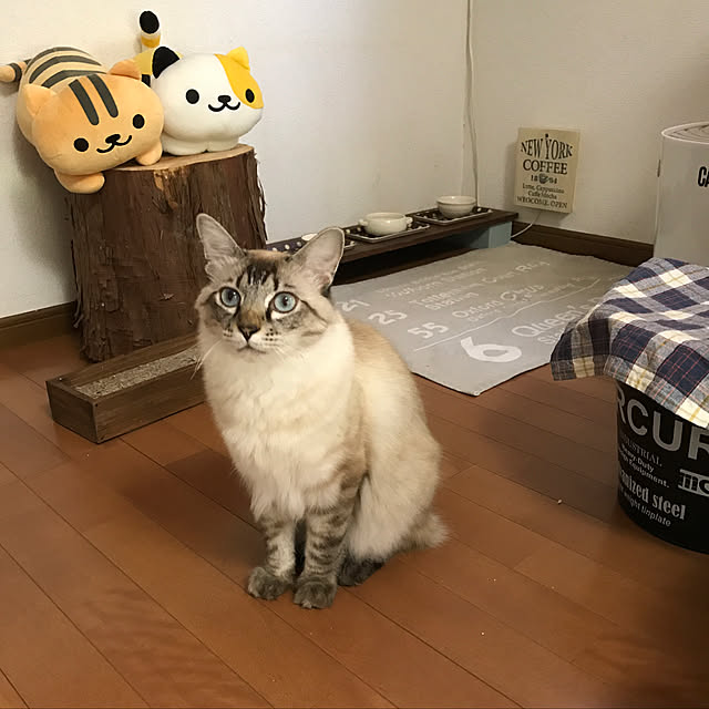 kazaneさんの実例写真