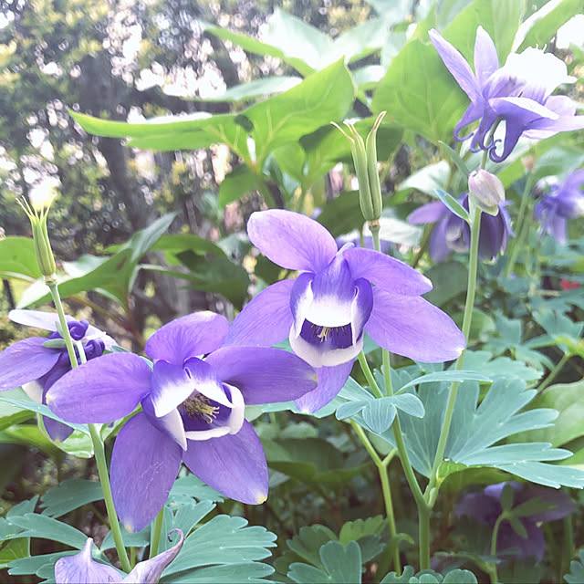 hinamamaさんの実例写真
