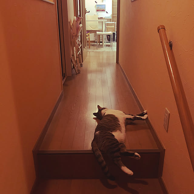 jijiさんの実例写真