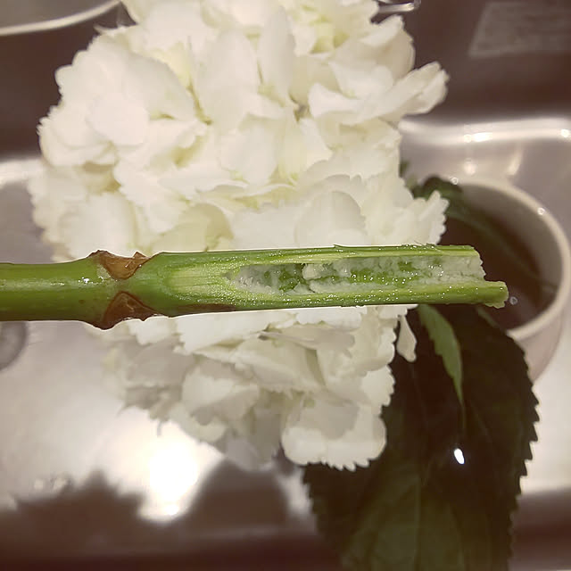 Momokaさんの実例写真