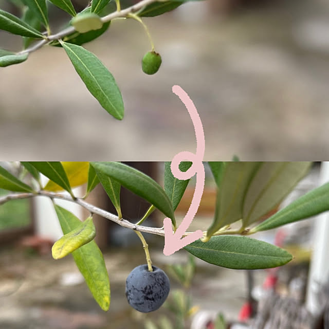 kikoさんの実例写真