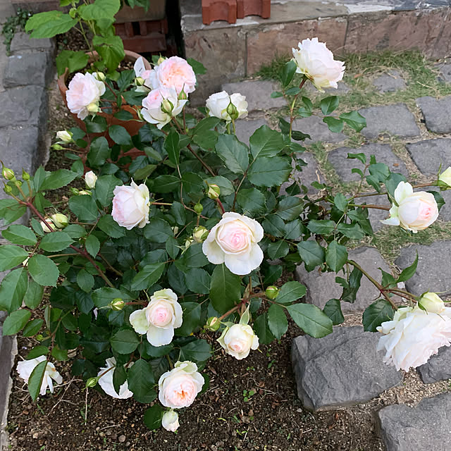 laylaさんの実例写真