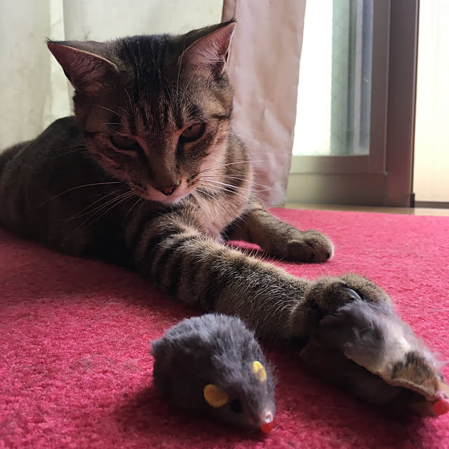 mikomaruさんの実例写真