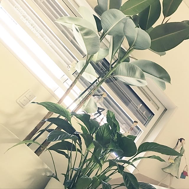 Mopmamaさんの実例写真