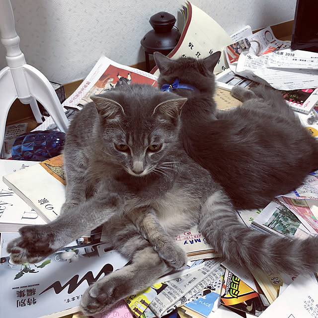 実例写真