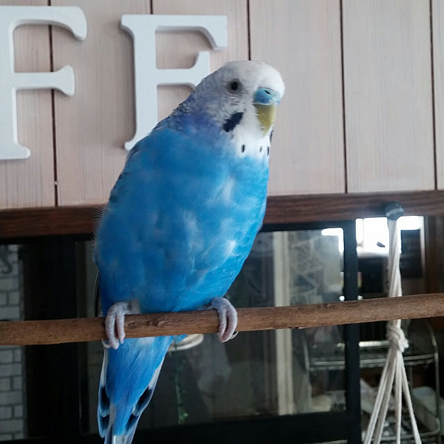 opiopiopiさんの実例写真
