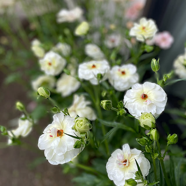 buchiさんの部屋
