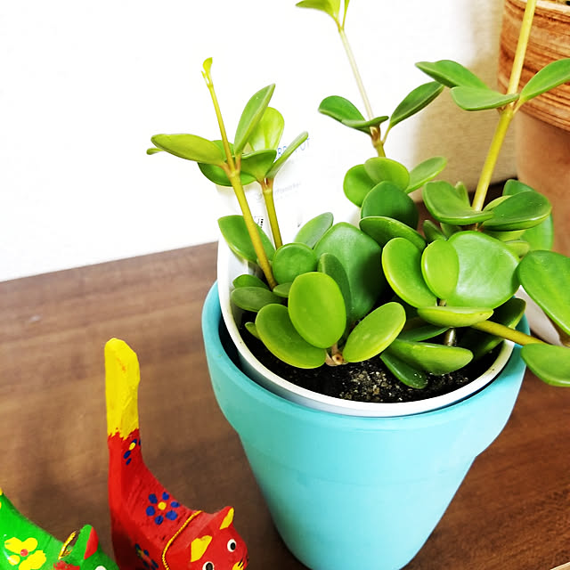 リビング/北欧/ナチュラル/観葉植物のインテリア実例 - 2019-06-02 23:41:30
