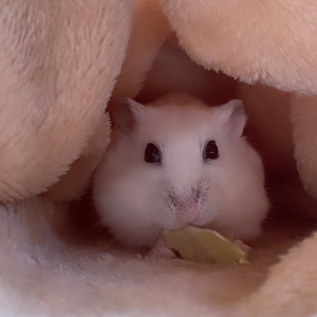 cocochiさんの部屋