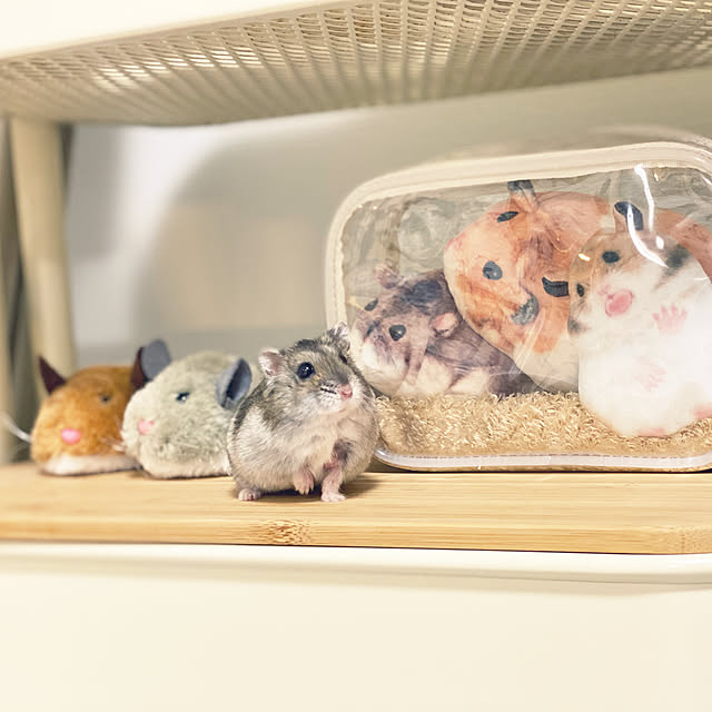 ohanaさんの実例写真