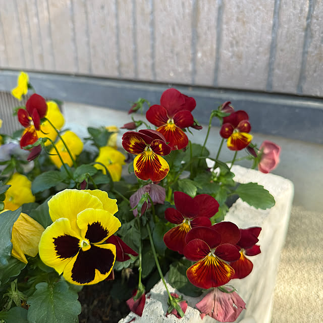 sakakenさんの部屋