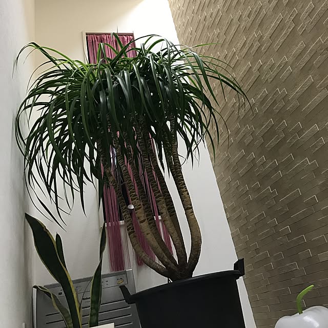 yooooopi1023さんの実例写真