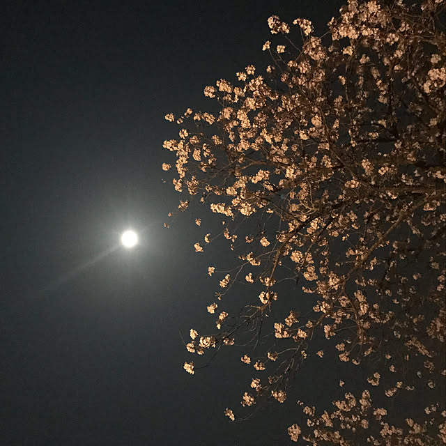 sakurasakuさんの実例写真